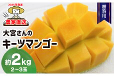 【2025年発送】農家直送！大宮さんのキーツマンゴー 贈答用 約2kg フルーツ 果物 デザート 果実 大玉 濃厚 甘い スムージー アイス プリン ヨーグルト ケーキ 贈り物 ギフト お中元 希少 幻のマンゴー 久米島 沖縄 南国