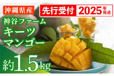【先行受付】【2025年発送】神谷ファームのキーツマンゴー 約1.5kg - 先行予約 沖縄県産 産地直送 南国フルーツ 旬の味覚 季節の果物 希少種 贈り物 ギフト 沖縄県 八重瀬町