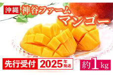 【先行受付】【2025年発送】神谷ファームのマンゴー（家庭用）約1Kg - 先行予約 沖縄県産 産地直送 南国フルーツ 旬の味覚 季節の果物 ご自宅用 沖縄マンゴー 沖縄県 八重瀬町
