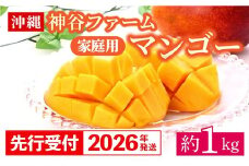 【先行受付】【2026年発送】神谷ファームのマンゴー（家庭用）約1Kg - 先行予約 沖縄県産 産地直送 南国フルーツ 旬の味覚 季節の果物 ご自宅用 沖縄マンゴー 沖縄県 八重瀬町