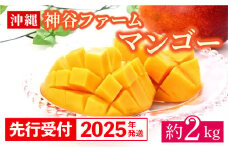 【先行受付】【2025年発送】神谷ファームのマンゴー（家庭用）約2Kg - 先行予約 沖縄県産 産地直送 南国フルーツ 旬の味覚 季節の果物 ご自宅用 沖縄マンゴー 沖縄県 八重瀬町