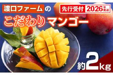 【化粧箱入】【先行受付・2026年発送】渡口ファームの こだわりマンゴー 約2kg - 先行予約 沖縄県産 産地直送 南国フルーツ 旬の味覚 季節の果物 贈り物 ギフト 沖縄県 八重瀬町