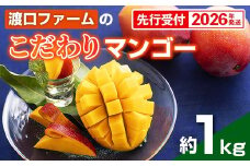 【化粧箱入】【先行受付・2026年発送】渡口ファームのこだわりマンゴー約1kg - 先行予約 沖縄県産 産地直送 南国フルーツ 旬の味覚 季節の果物 贈り物 ギフト 沖縄県 八重瀬町