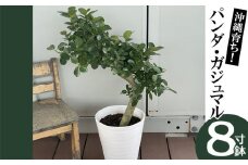 沖縄育ち！【パンダ・ガジュマル】～幸せを呼ぶ木・多幸の木～