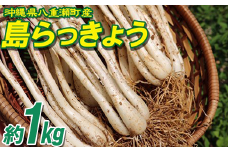 沖縄県八重瀬町産 島らっきょう約1kg - 国産 生らっきょう 甘酢漬け 漬物 天ぷら チャンプルー 有機栽培 おすすめ 送料無料