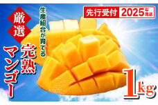 【先行受付】【2025年発送】生産組合が育てる厳選・完熟マンゴー約1kg - 先行予約 沖縄県産 産地直送 南国フルーツ アップルマンゴー 旬の味覚 季節の果物 贈り物 沖縄県 八重瀬町