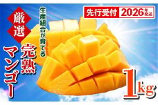 【先行受付】【2026年発送】生産組合が育てる厳選・完熟マンゴー約1kg - 先行予約 沖縄県産 産地直送 南国フルーツ アップルマンゴー 旬の味覚 季節の果物 贈り物 沖縄県 八重瀬町
