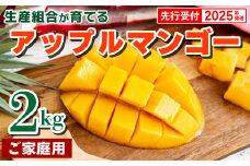 【先行受付】【2025年発送】生産組合が育てるアップルマンゴー約2kg（家庭用）- 先行予約 沖縄県産 産地直送 南国フルーツ 旬の味覚 季節の果物 ご自宅用 沖縄マンゴー 沖縄県 八重瀬町