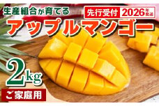 【先行受付】【2026年発送】生産組合が育てるアップルマンゴー約2kg（家庭用）- 先行予約 沖縄県産 産地直送 南国フルーツ 旬の味覚 季節の果物 ご自宅用 沖縄マンゴー 沖縄県 八重瀬町