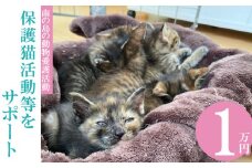 【南の島の動物愛護活動】保護猫活動等をサポート（1万円）- ねこ ネコ 地域猫 保護活動 支援 応援 さくらねこ 動物愛護 保護 里親 寄附のみ 沖縄県 八重瀬町