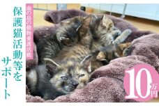 【南の島の動物愛護活動】保護猫活動等をサポート（10万円）- ねこ ネコ 地域猫 保護活動 支援 応援 さくらねこ 動物愛護 保護 里親 寄附のみ 沖縄県 八重瀬町