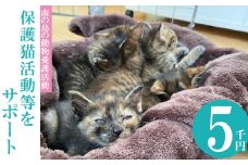 【南の島の動物愛護活動】保護猫活動等をサポート（5千円）- ねこ ネコ 地域猫 保護活動 支援 応援 さくらねこ 動物愛護 保護 里親 寄附のみ 沖縄県 八重瀬町