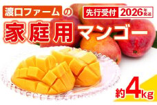 【先行受付】【2026年発送】渡口ファームの家庭用マンゴー約4kg - 先行予約 沖縄 産地直送 南国フルーツ 旬の味覚 家庭用 ご自宅用 大容量 4キロ オススメ 沖縄県 八重瀬町