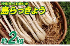 沖縄県八重瀬町産 島らっきょう約2kg - 国産 生らっきょう 甘酢漬け 漬物 天ぷら チャンプルー 有機栽培 おすすめ 送料無料