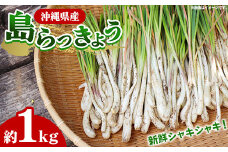 【産地直送】南国フーズの島らっきょう約1kg - 国産 生らっきょう 甘酢漬け 漬物 天ぷら チャンプルー おすすめ 送料無料 沖縄県 八重瀬町産