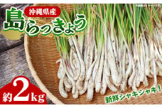 【産地直送】南国フーズの島らっきょう約2kg - 国産 生らっきょう 甘酢漬け 漬物 天ぷら チャンプルー おすすめ 送料無料 沖縄県 八重瀬町産