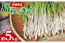 【産地直送】南国フーズの島らっきょう約5kg - 国産 生らっきょう 甘酢漬け 漬物 天ぷら チャンプルー おすすめ 送料無料 沖縄県 八重瀬町産