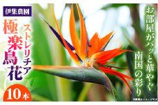 伊集農園がお届けする 極楽鳥花（ストレリチア）（約10本入り）- 産地直送 沖縄県産 生花 エキゾチック 贈り物 花 フラワー 新鮮 インテリア 沖縄県 八重瀬町