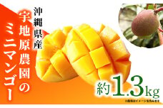 【2025年発送】宇地原農園の沖縄県産 ミニマンゴー 約1.3kg - 不揃い ミニサイズ 沖縄 マンゴー 甘い 凝縮 美味しい ジューシー 国産 沖縄県 八重瀬町