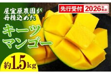 【先行受付】【2026年発送】屋宜原農園が丹精込めた「キーツマンゴー」約1.5kg - 先行予約 沖縄 産地直送 南国フルーツ 旬の味覚 沖縄県産 国産マンゴー 希少種 季節の果物 沖縄県 八重瀬町