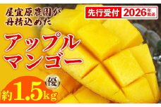 【先行受付】【2026年発送】屋宜原農園が丹精込めた「アップルマンゴー」優約1.5kg - 先行予約 沖縄県産 産地直送 南国フルーツ 旬の味覚 季節の果物 贈り物 ギフト 沖縄県 八重瀬町