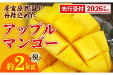 【先行受付】【2026年発送】屋宜原農園が丹精込めた「アップルマンゴー」優約2kg - 先行予約 沖縄県産 産地直送 南国フルーツ 旬の味覚 季節の果物 贈り物 ギフト 沖縄県 八重瀬町