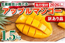 【先行受付】【2026年発送】生産組合が育てるアップルマンゴー 訳あり品 約1.5kg - 先行予約 沖縄県産 産地直送 南国フルーツ 旬の味覚 季節の果物 ご自宅用 家庭用 沖縄県 八重瀬町