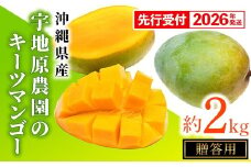 【贈答用】【先行受付・2026年発送】宇地原農園の沖縄県産キーツマンゴー約2kg - 先行予約 沖縄県産 産地直送 南国フルーツ 旬の味覚 季節の果物 希少種 化粧箱 ギフト 贈り物 沖縄県 八重瀬町