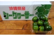2025年 先行予約 青切り シークワーサー 約1.8kg ★西表島ふる～つらんど★ 果物 フルーツ