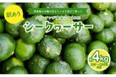 訳あり 2025年 先行予約 青切り シークヮサー 約4kg ☆西表島ふる～つらんど☆ 果物 フルーツ