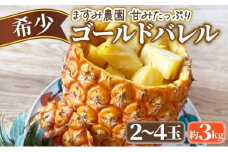 2025年 先行予約 パイン ゴールドバレル 約3kg 2～4玉 ますみ農園 甘み たっぷり パイナップル 果物 フルーツ