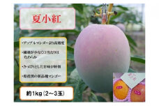 2025年 先行予約 マンゴー 夏小紅 約1kg 2～3玉 ますみ農園 甘味 スッキリ 果物 フルーツ