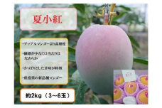 2025年 先行予約 マンゴー 夏小紅 約2kg 3～6玉 ますみ農園 甘味 スッキリ 果物 フルーツ