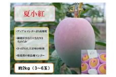 2025年 先行予約 マンゴー 夏小紅 約2kg 3～6玉 ますみ農園 甘味 スッキリ 果物 フルーツ