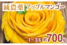 2024年 先行予約 栽培期間中 減農薬 アップルマンゴー 約700g 1～3玉 アナナス農園 完熟 マンゴー 果物 フルーツ