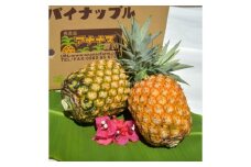 2025年 先行予約 パイナップル ついに実現！転換期間中　JASオーガニック アナナスバレル 約2kg 1～3玉 果物 フルーツ