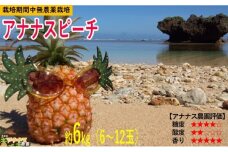 2024年 先行予約 パイナップル ついに実現！栽培期間中 完全 無農薬 アナナスピーチ 約6kg 6～12玉～果物 フルーツ