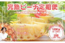 【お試しピーチ定期便★約1.6kg×2回】☆新感覚☆ まるで桃のような甘～い香り『西表島産 完熟ピーチパイン』