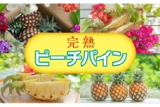 2024年 先行予約 人気No.５ 西表島ナウパカ 完熟 プレミアム ピーチパイン 約2Kg ☆栽培期間中 農薬・化学肥料不使用☆