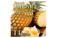 先行予約 パイナップル 沖縄 プレミアムサンドルチェ(R) GOKUJUKU-極熟‐ 1.4kg以上 1玉 2025年 発送 高糖度秀品 贈答用 贈り物 パイン 果物 フルーツ デザート 希少 西表島