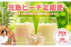 【ピーチ定期便★約4kg×3回】☆新感覚☆ 桃のような芳醇な香りのする『西表島産 完熟ピーチパイン』 2025年 発送 西表島ナウパカ パイナップル 果物 フルーツ デザート