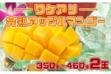 訳あり 完熟 アップルマンゴー 2L 350g～460g 2玉 マンゴー 果物 デザート 品評会連続入賞 2025年 発送 ますみ農園