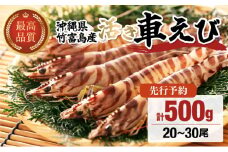 2025年 先行予約 竹富島産 活車えび 500g