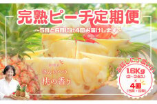 【よくばりピーチ定期便★約1.6kg×4回】☆新感覚☆ 桃のような芳醇な香りのする『西表島産 完熟ピーチパイン』