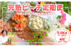 【よくばりピーチ定期便★約2.8kg×4回】☆新感覚☆ 桃のような芳醇な香りのする『西表島産 完熟ピーチパイン』