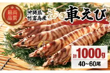 竹富島産 活車えび 1kg
