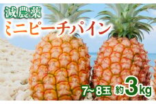 2026年 先行予約 栽培期間中 減農薬 ミニピーチパイン 3kg (7～8玉)  西表島アナナス農園 完熟 パイン 果物 フルーツ