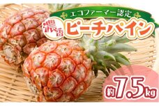 濃香ピーチパイン 約7.5kg 【F】 2026年 先行予約 ★ファミリーサイズ★ 西表島 絶品 初エコファーマー認定 果物 フルーツ 【036-a005】