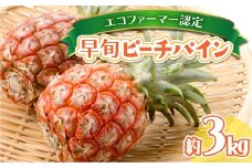 夏まで待ちきれない！早旬ピーチパイン 約3kg【E-SOU】　2026年 先行予約 栽培期間中 農薬不使用 西表島 初エコファーマー認定【036-a001_2026】