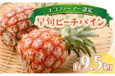 夏まで待ちきれない！ 早旬ピーチパイン 約9.5kg 【P-SOU】2026年 先行予約 ★たっぷり大家族サイズ★ 西表島 初エコファーマー認定【036-a007_2026】